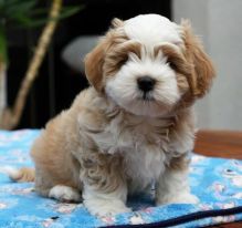 ❤️ ❤️❤️❤️❤️Gorgeous Red Havanese Puppies Available - (431) 302-3667