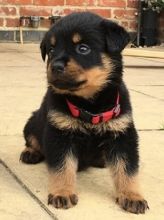 **Home Raised** Kc Reg Rottweiler For sale :Call or Text (709)-500-6186