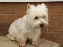 Lovely West Highland White Terrier