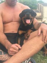 Purebred female rottweiler puppy For More Info :Call or Text (709)-500-6186