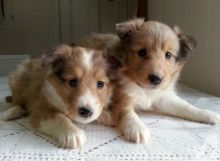 ❤️ Shetland Sheepdog Puppies Puppies for Adoption Call (431) 302-3667