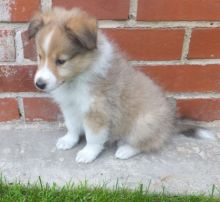 ❤️ Shetland Sheepdog Puppies Puppies for Adoption Call (431) 302-3667