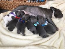 Absolutely outstanding, quality Blue french bulldog puppies