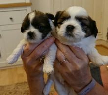 Charming Lhasa Apso Puppies Looking For A Good Home