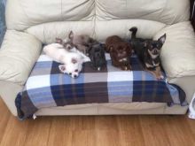 Chihuahua Puppies