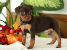 C.K.C MALE AND FEMALE MINIATURE PINSCHER PUPPIES AVAILABLE