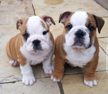 Cute English Bulldog Puppies for Adoption (williamjaydenscot36@gmail.com)