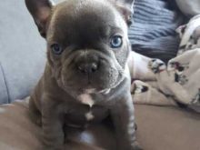 French Bulldog Puppies ready For Sale Now For More Info :Call or Text (709)-500-6186