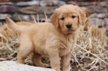 Golden retriever puppie For More Info :Call or Text (709)-500-6186 or ( mispaastro@gmail.com )