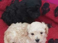 Home Raised Toy poodle Puppies Available