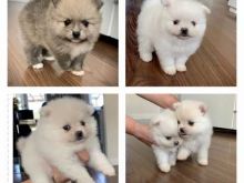 Impeccably Pure White Tiny Pomeranian puppies