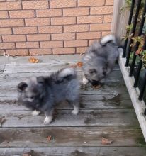 Keeshond Puppies