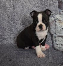Outstanding Litter of Boston Terrier puppies with great Temperament -