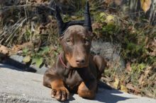 Outstanding Purebreed Doberman Pinscher Puppies Ready For Sale Now