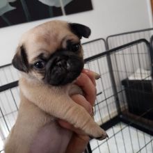 Perfect Pug Puppies are Full Bred Pug.morgantrinity230@gmail.com