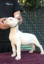 Playful Dogo Argentino Puppies Ready For A Lovely Family