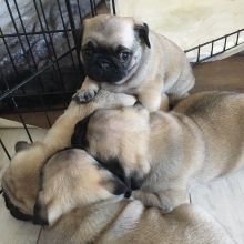 Pug Puppies for Re-homming.morgantrinity230@gmail.com