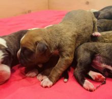 Purebred Fawn Male Boxer Puppy