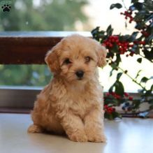 Toy Poodle PuppIES FOR ADOPTION - Contact (431) 302-3667