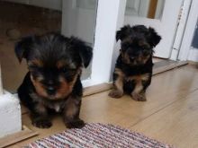 Yorkshire Terrier Pedigree Puppies Now Available For More Info :Call or Text (709)-500-6186