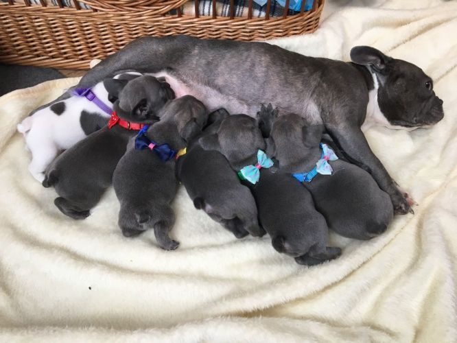 Absolutely outstanding, quality Blue french bulldog puppies Image eClassifieds4u