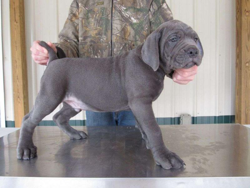 Cane Corso Puppies Ready For Sale Now Image eClassifieds4u