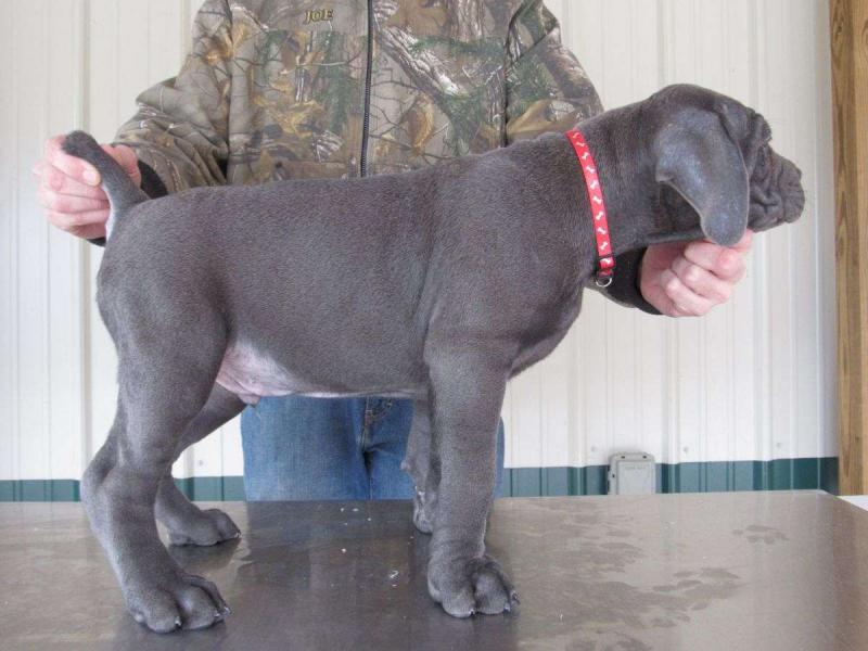 Cane Corso Puppies Ready For Sale Now Image eClassifieds4u