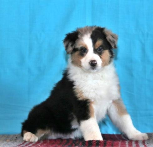 C.K.C MALE AND FEMALE AUSTRALIAN SHEPHERD PUPPIES AVAILABLE Image eClassifieds4u