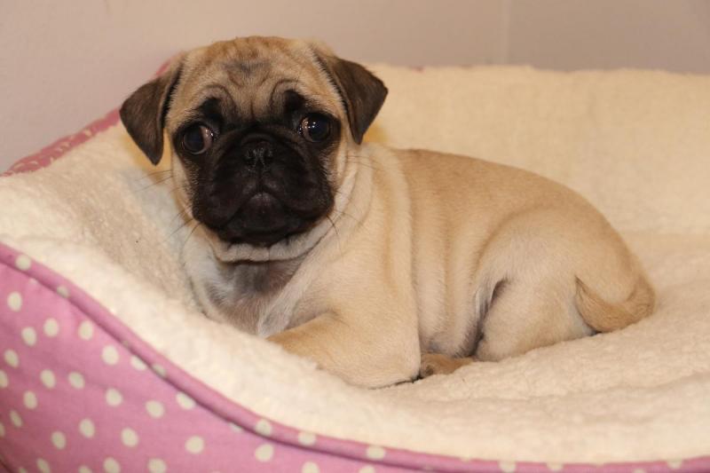 Cute White Pug for sale.morgantrinity230@gmail.com Image eClassifieds4u