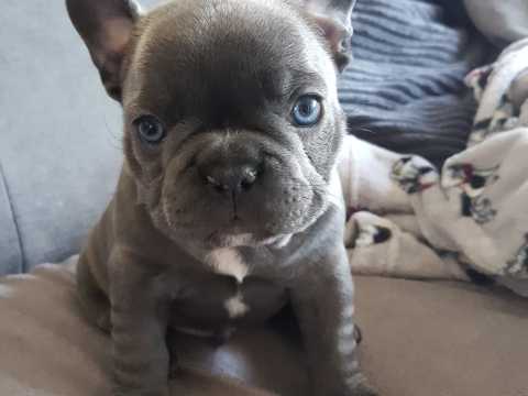 French Bulldog Puppies ready For Sale Now For More Info :Call or Text (709)-500-6186 Image eClassifieds4u