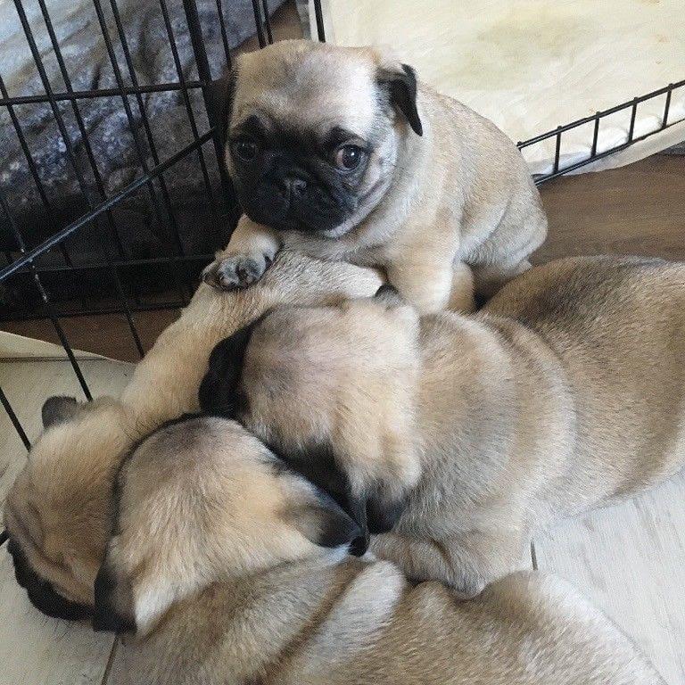 Full Breed Pug Puppies.morgantrinity230@gmail.com Image eClassifieds4u
