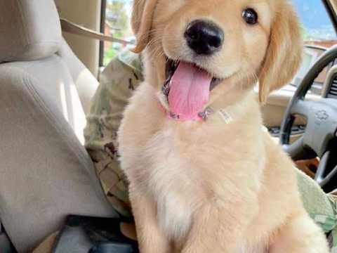 Golden retriever puppie For More Info :Call or Text (709)-500-6186 or ( mispaastro@gmail.com ) Image eClassifieds4u