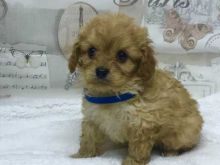 Lovely Cavapoo Puppies for Rehoming (williamjaydenscot36@gmail.com ) Image eClassifieds4u