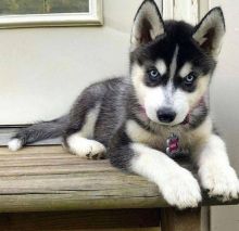 BEAUTIFUL SIBERIAN HUSKIES FOR SALE Image eClassifieds4u 2