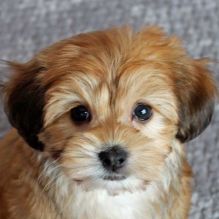 ❤️ ❤️❤️❤️❤️Gorgeous Havanese Puppies Available (431) 302-3667❤️❤️❤️ Image eClassifieds4u 1