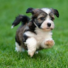 ❤️ ❤️❤️❤️❤️Gorgeous Havanese Puppies Available - (431) 302-3667 Image eClassifieds4U