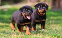 **Home Raised** Kc Reg Rottweiler For sale :Call or Text (709)-500-6186 Image eClassifieds4u 2