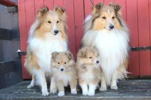 ❤️ Shetland Sheepdog Puppies Puppies for Adoption Call (431) 302-3667 Image eClassifieds4u 2