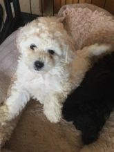 ❤️Toy Poodle puppies male and famales Available - Txt or Call (431) 302-3667❤️ ❤️❤️ Image eClassifieds4u 2