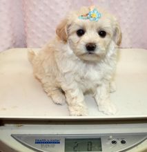 Available White Maltese Puppies Image eClassifieds4u 1