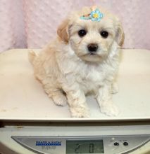Available White Maltese Puppies Image eClassifieds4u 1