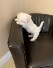 Available White Maltese Puppies Image eClassifieds4u 2