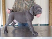 Cane Corso Puppies Ready For Sale Now Image eClassifieds4u 1