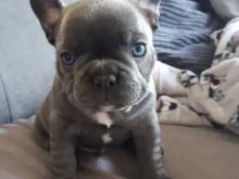 French Bulldog Puppies ready For Sale Now For More Info :Call or Text (709)-500-6186 Image eClassifieds4U