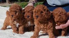 Home Raised Toy poodle Puppies Available Image eClassifieds4u 2