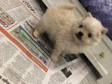 Impeccably Pure White Tiny Pomeranian puppies Image eClassifieds4u 2