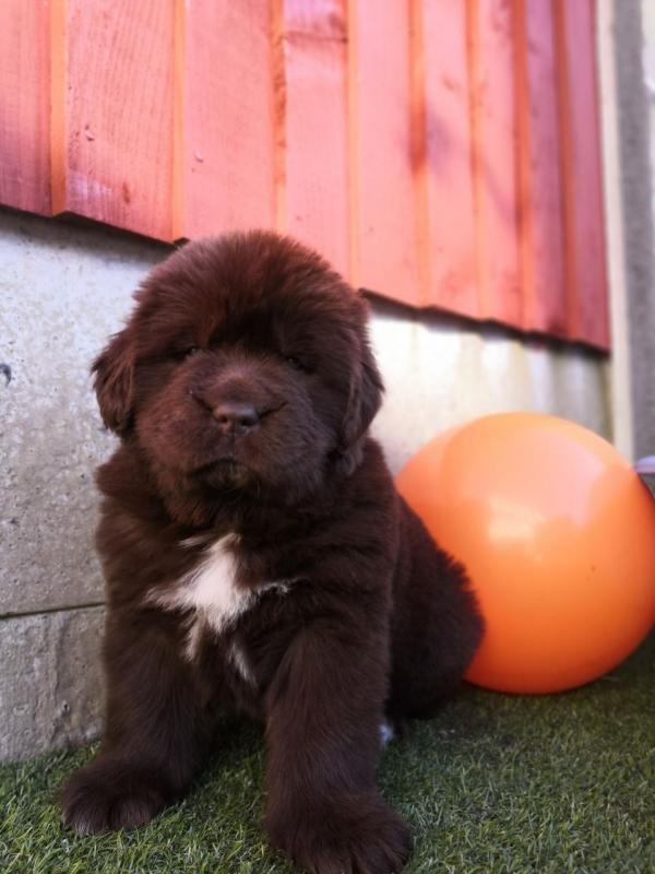 Male and female Family Trained Newfoundland Puppies For Sale Image eClassifieds4u