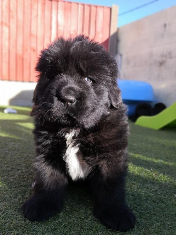 Male and female Family Trained Newfoundland Puppies For Sale Image eClassifieds4u