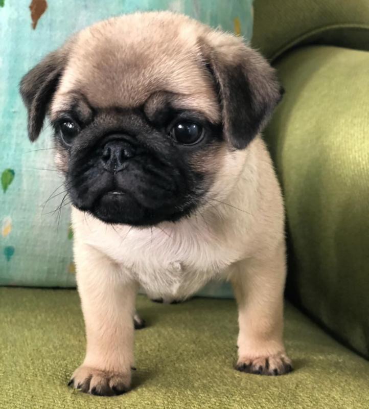 Super Cute Black And Fawn Pug Puppies For Sale :Call or Text (709)-500-6186 Image eClassifieds4u