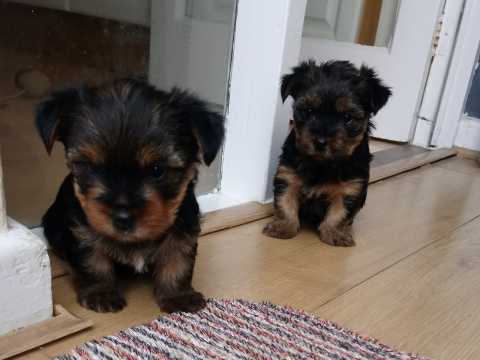Yorkshire Terrier Pedigree Puppies Now Available For More Info :Call or Text (709)-500-6186 Image eClassifieds4u